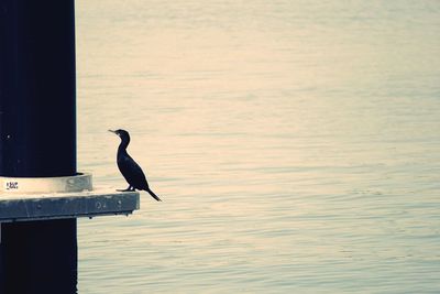 Bird perching on a lake