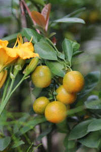 Close-up of fruits on tree