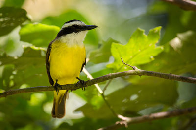 Close-up of bird perching on branch