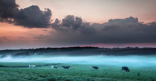 Scenic view of grassy field against sky at sunset