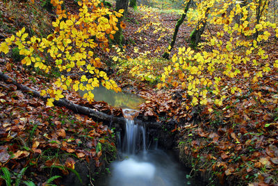 Scenic view of waterfall in forest during autumn