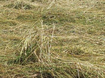 grass