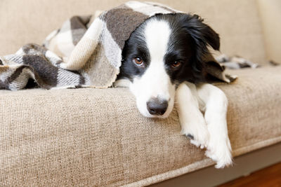 Close-up portrait of dog relaxing on sofa at home