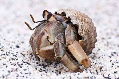 Hermit crab on galapagos, ecuador on a white sandy beach looking curiously