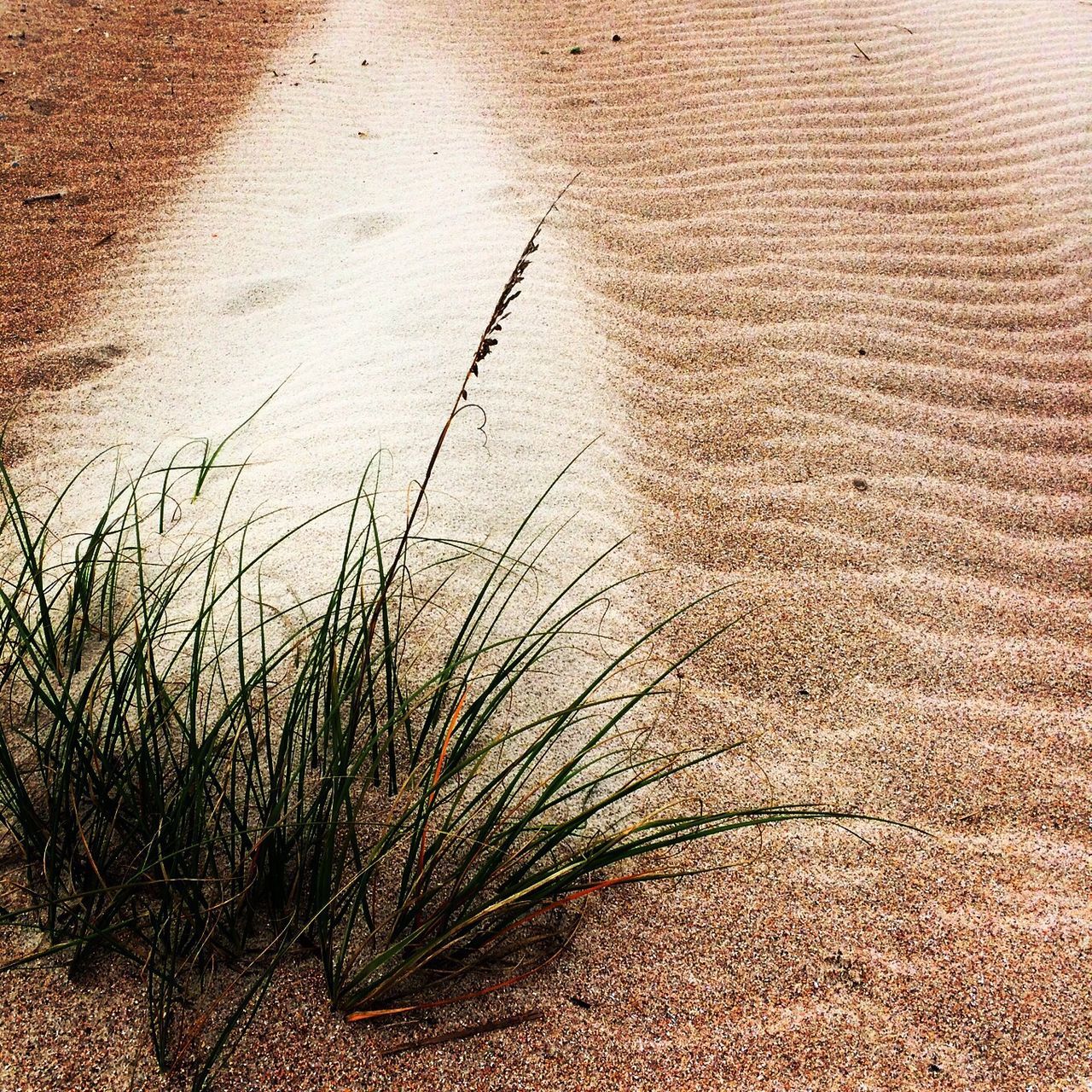 sand, beach, high angle view, no people, textured, nature, day, outdoors, tranquility, plant, sunlight, close-up, pattern, wall - building feature, shadow, shore, water, growth, backgrounds, absence