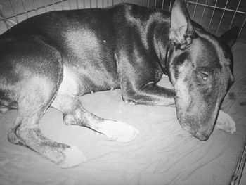 Close-up of a dog sleeping