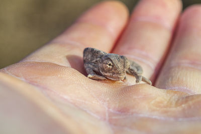 Close-up of human hand holding small leaf