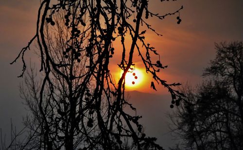 Low angle view of silhouette tree against orange sky