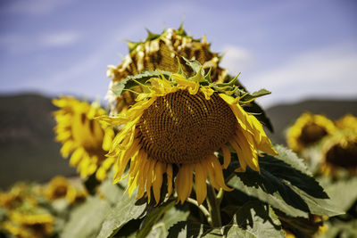 Close-up of wilted sunflower plant against sky