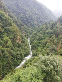 High angle view of lush foliage in forest