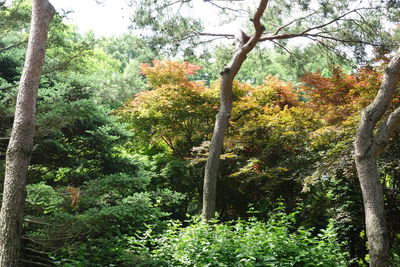 Low angle view of trees in forest