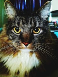 Close-up portrait of a cat