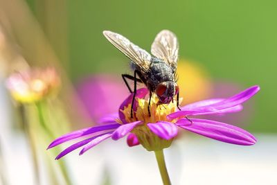 Close-up of butterfly on purple flower