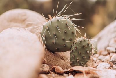 Close-up of prickly pear cactus