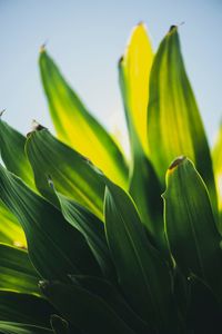 Low angle view of flowering plant against sky