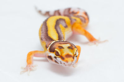 Close-up of insect on white background