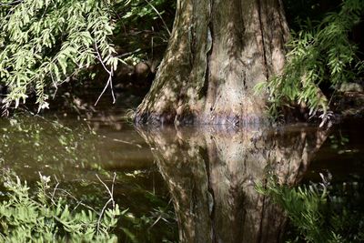 Close-up of dead plants in the forest