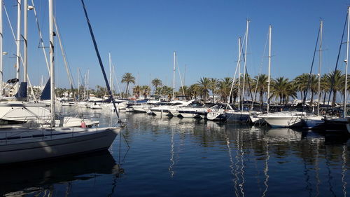 Sailboats moored at harbor against clear sky