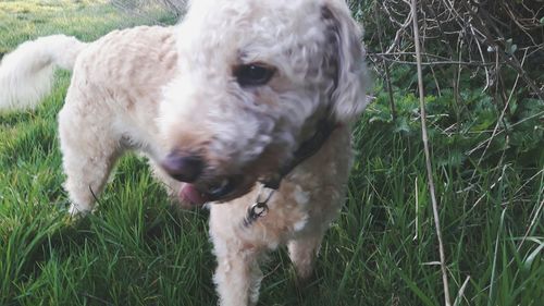 Close-up of dog on grass