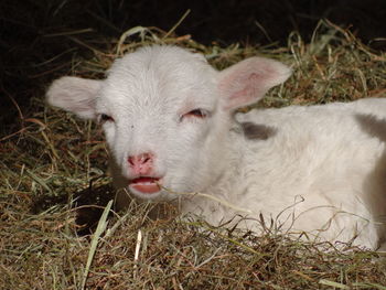 Portrait of lamb relaxing on grass