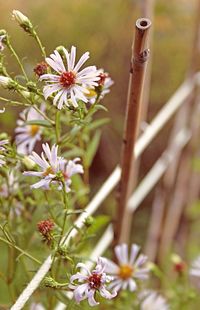 Close-up of insect on flowers