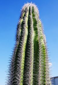 Close-up of succulent plant against clear sky