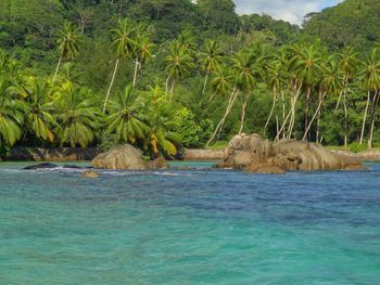 Palm trees along shore