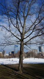 Bare tree in city during winter