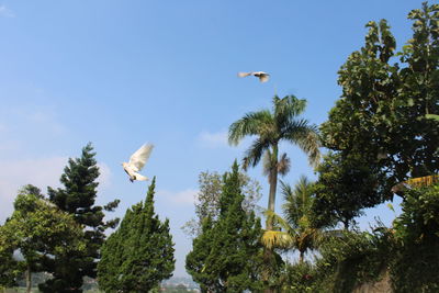 Low angle view of bird flying in the sky