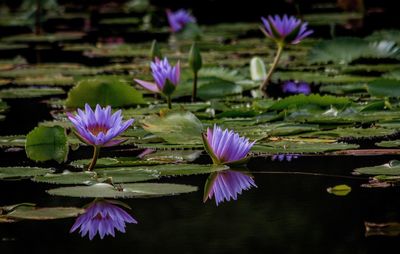 Purple lotus water lily in lake