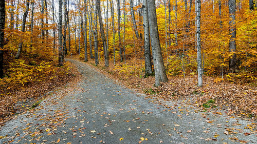 Road amidst trees during autumn