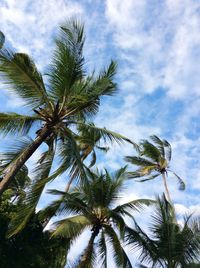 Low angle view of palm tree against sky