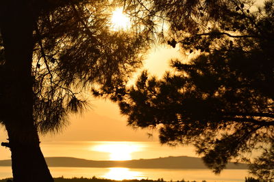 Silhouette trees against sea during sunset