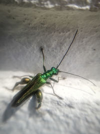 Close-up of insect