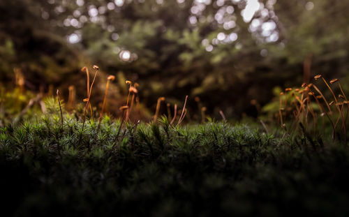 Close-up of fresh green grass in field