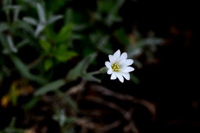 Close-up of white flowers blooming outdoors