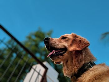 Low angle view of dog looking away against blue sky