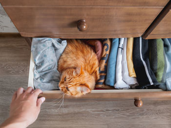 Top view on ginger cat sleeping in chest of drawers. fluffy pet has a rest among folded clothes. 