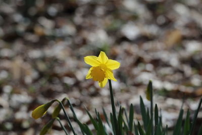 Close-up of yellow flowers blooming outdoors