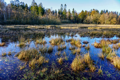 Scenic view of lake in forest