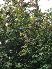 Low angle view of tree