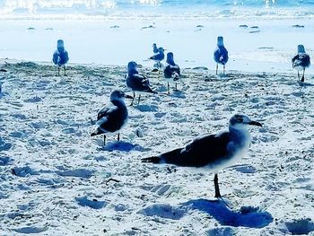 Seagulls on beach against sky during winter