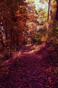 Footpath amidst trees in forest during autumn