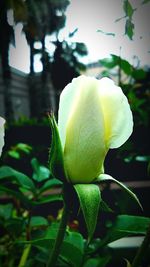 Close-up of rose blooming