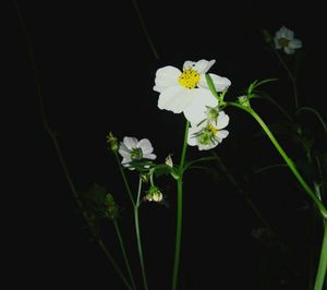 White flowering plants growing outdoors