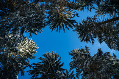 Low angle view of trees against sky