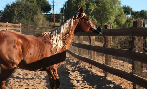 Horse standing by trees against sky