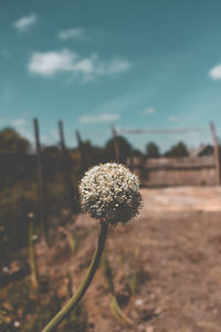 Close-up of dandelion on field against sky