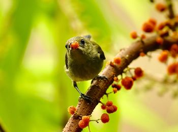 Close-up of bird perching on plant