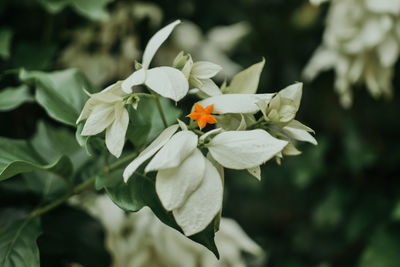 Close-up of bee on flower